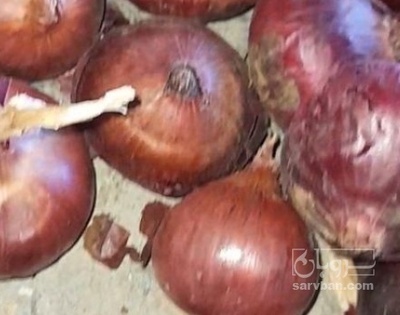 فروش پیاز قرمز