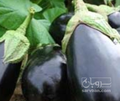 فروش بادمجان