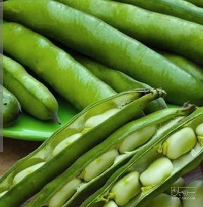 فروش باقلا تازه - باقالی - باقالا