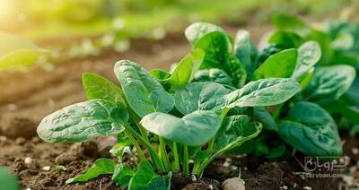 فروش اسفناج