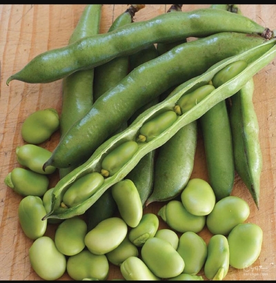 فروش باقلا تازه - باقالی - باقالا