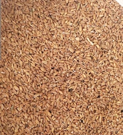 فروش گندم