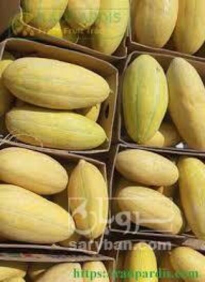 فروش خربزه