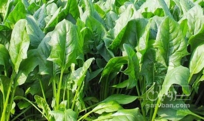 فروش اسفناج