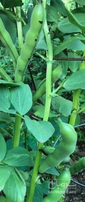 فروش باقلا تازه - باقالی - باقالا