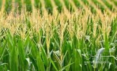 فروش چاپر ذرت - سیلاژ ذرت