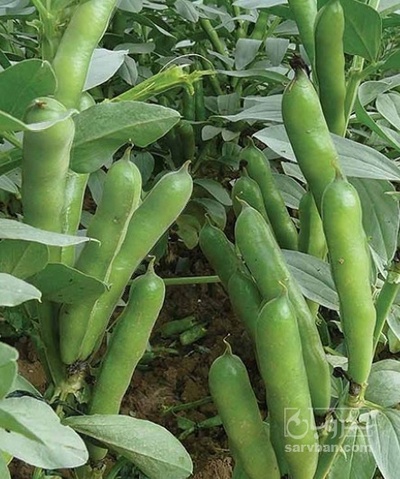 فروش باقلا تازه - باقالی - باقالا