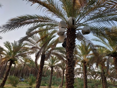 فروش خرما خاصویی