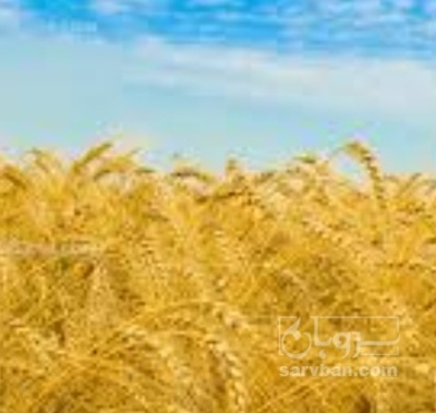 فروش گندم