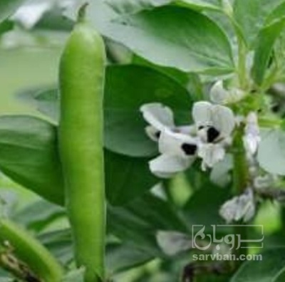 فروش باقلا تازه - باقالی - باقالا