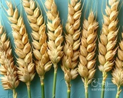 فروش گندم