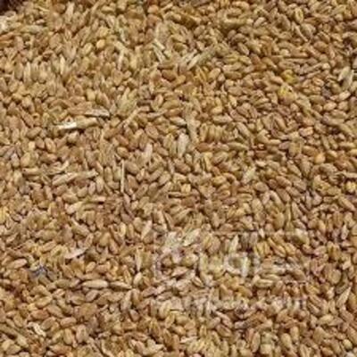 فروش گندم