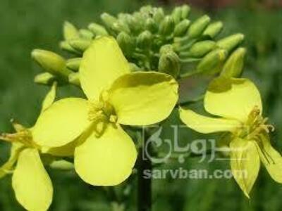 فروش کلزا