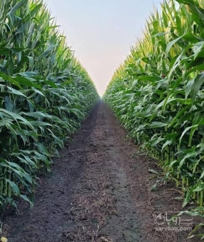 فروش چاپر ذرت - سیلاژ ذرت
