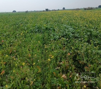 فروش شلغم هکتاری