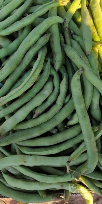 فروش باقلا تازه - باقالی - باقالا