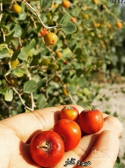 فروش کنار گیلاسی