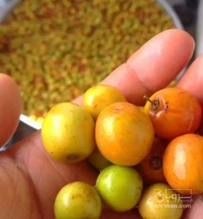 فروش کنار فشنگی