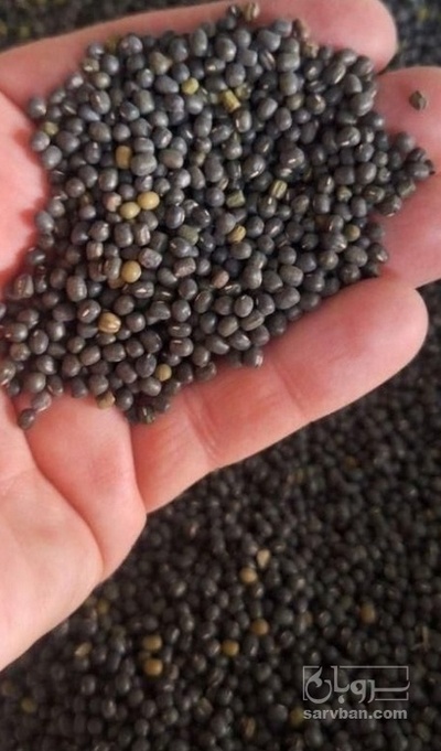فروش ماش سیاه