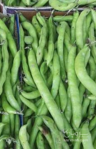 فروش باقلا تازه - باقالی - باقالا