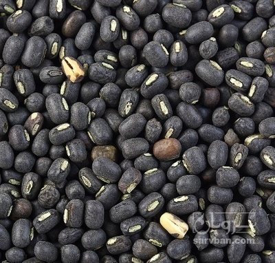 فروش ماش سیاه