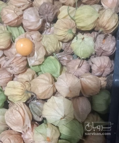 فروش فیسالیس - میوه