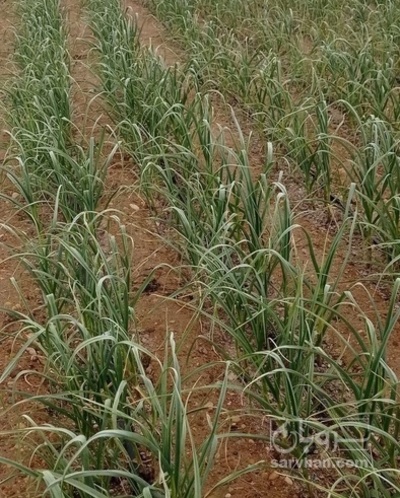 فروش سیر علفی تازه