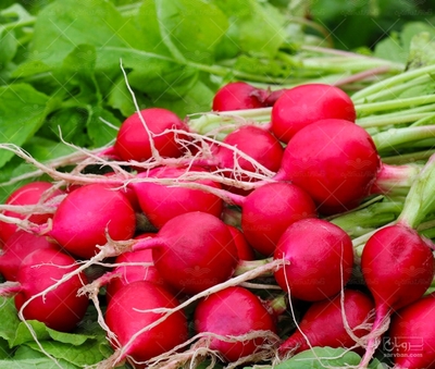 فروش تربچه