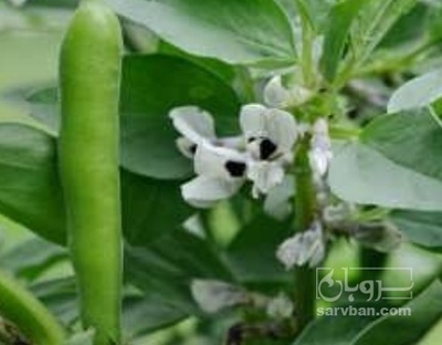 فروش باقلا تازه - باقالی - باقالا