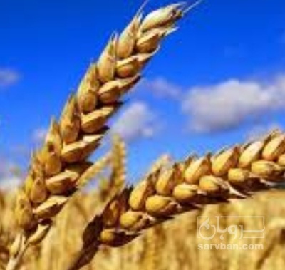 فروش گندم