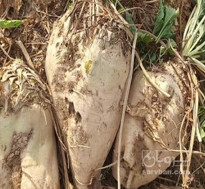 فروش چغندر قند