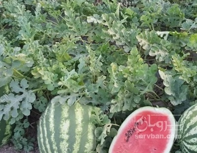 فروش هندوانه