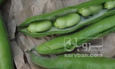 فروش باقلا تازه - باقالی - باقالا