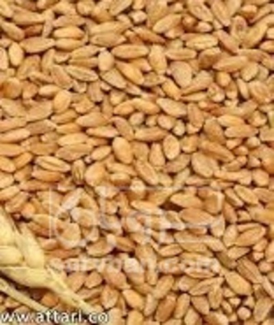 فروش گندم