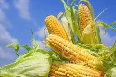 فروش ذرت دانه ای