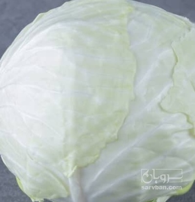 فروش کلم برگی سفید هکتاری