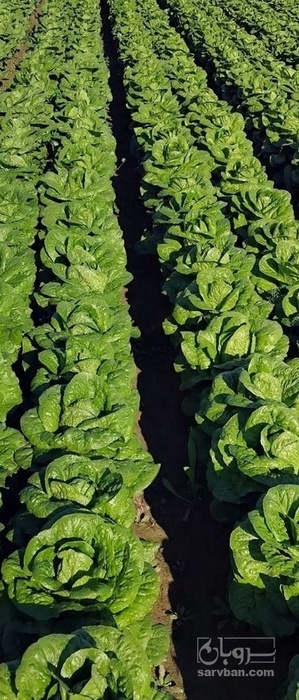 فروش کاهو ایرانی - رومانو