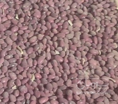 فروش لوبیا قرمز