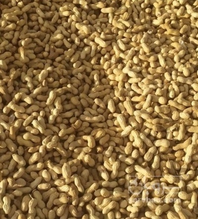 فروش بادام زمینی قلاف دار