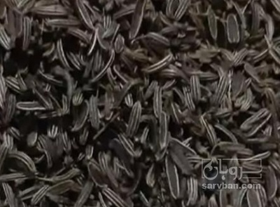 فروش زیره کوهی کرمان