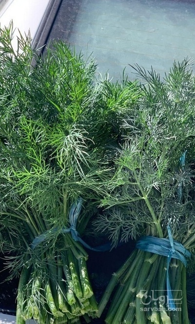 فروش شوید تازه هکتاری