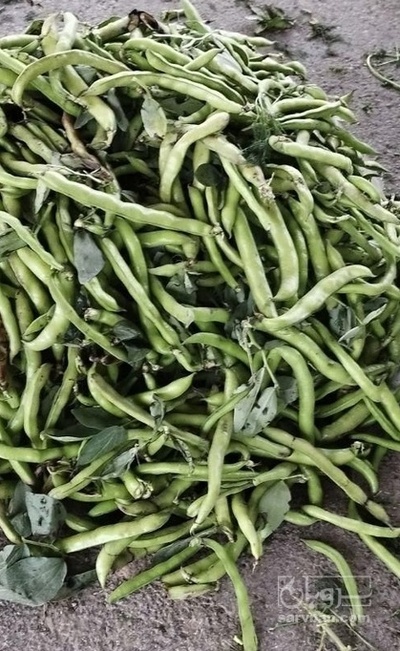 فروش باقلا تازه - باقالی - باقالا