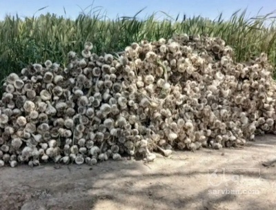 فروش سیر