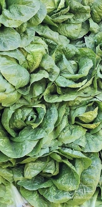 فروش کاهو ایرانی - رومانو