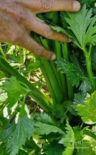 فروش کرفس هکتاری