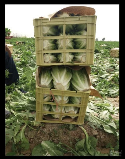 فروش کاهو رومانو صادراتی- سورت ‌بسته بندی شده