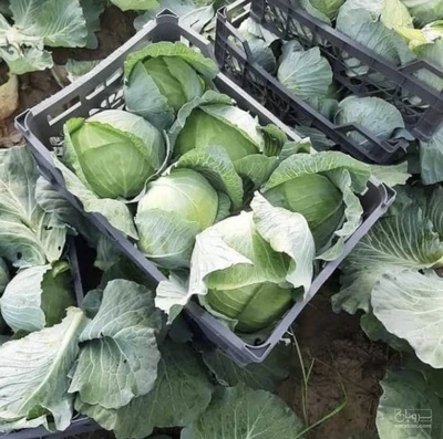 فروش کلم سفید سورت و بسته بندی شده