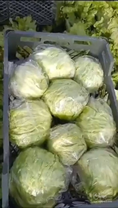 فروش کاهو ایسبرگ - آیسبرگ- سورت و بسته بندی شده