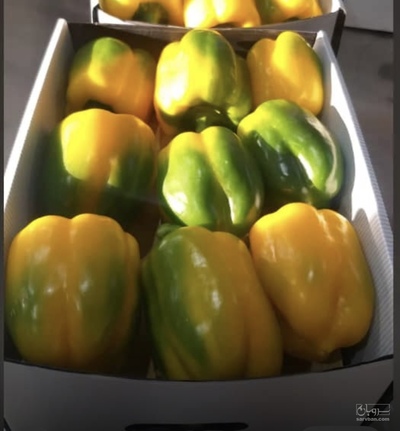 فلفل دلمه ای رنگی صادراتی سورت و بسته بندی شده