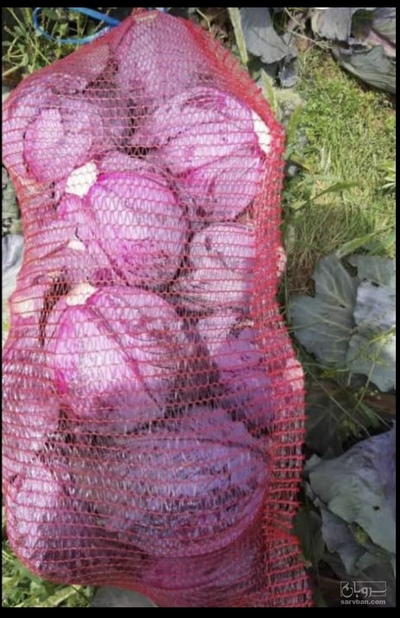 کلم بنفش سورت و بسته بندی شده